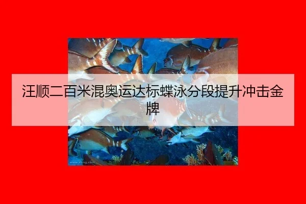汪顺二百米混奥运达标蝶泳分段提升冲击金牌